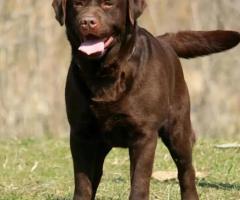 Labrador retriver štenci