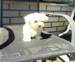 Maltezer, prelepi stenci