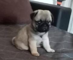 Prelepi štenci MOPSA 