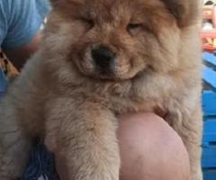 Chow Chow zenkica 