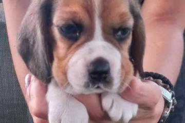 Trobojni štenci BIGLA  