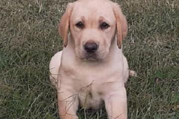 Štenci LABRADORA vrhunskog porekla 