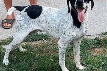 Nemacki Kratkodlaki Pticar 