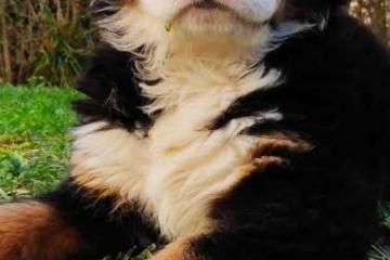 BERNSKI PLANINSKI PAS štenci 