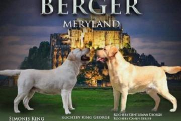 Stenci LABRADOR RETRIVERA 