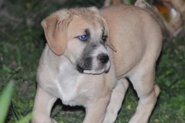 Srednjeazijski ovčar 