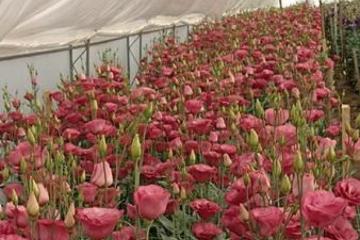 Rezani cvet lizijantus