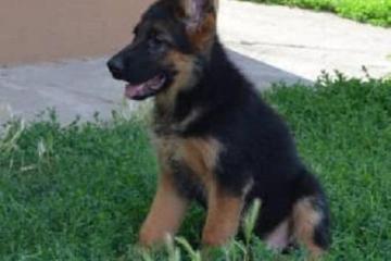 Nemački Ovčar štenci  