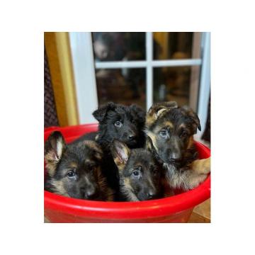 Štenci Nemačkog ovčara 