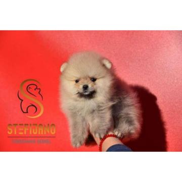 Pomeranac Boo, štene čistokrvnog  pomeranca 