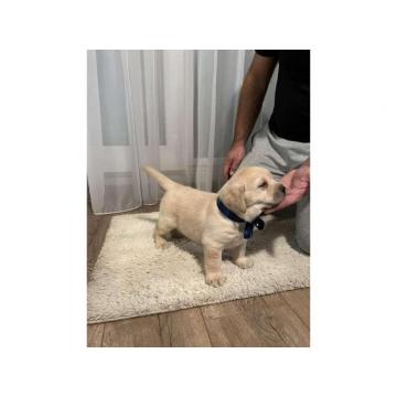 Labrador retriver, prelepi štenci  