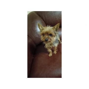 Jorkširski terijer 