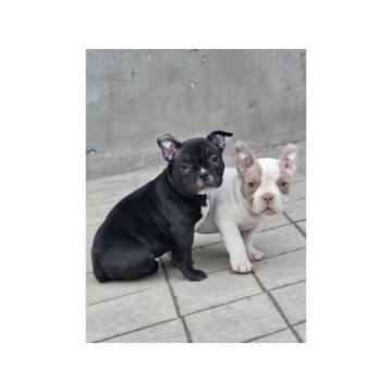 American bully micro-pocket 