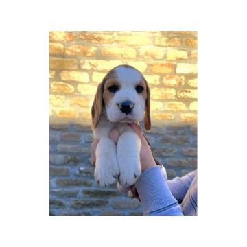 Bigl štenci, od vrhunskih izložbenih pasa 