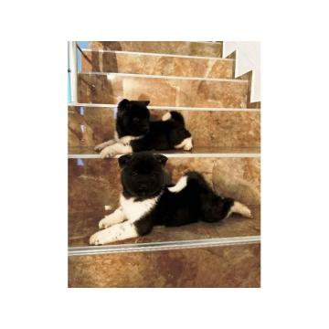 TOP štenci Američke Akite povoljno