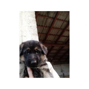 Stenci Nemackog ovcara 