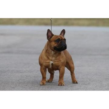 Stenci francuskog buldoga 