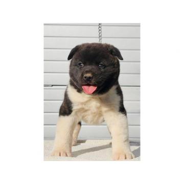 Americka Akita, stenci novo leglo