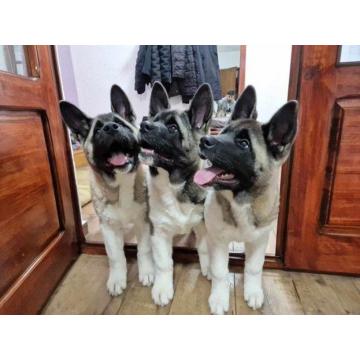 Američka akita štenci 