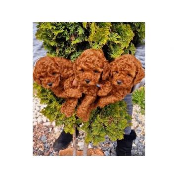 Minijaturne pudle štenci