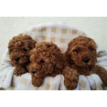 Aprikot pudla - štenci 