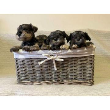 Patuljasti Šnaucer štenci