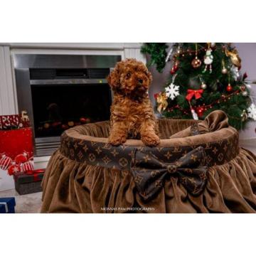 Pudle - Toj i patuljaste 