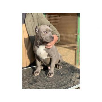 American bully XL  