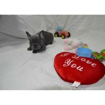 Francuski buldog - exotic štenci  