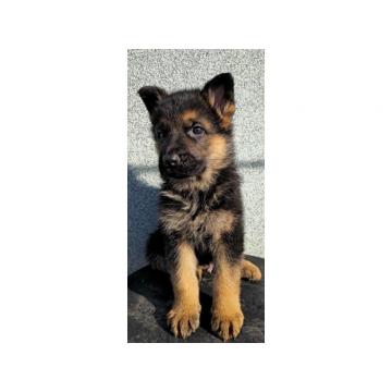 Štenci Nemačkog Ovčara