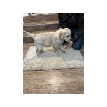 Labrador retriver, štenci  