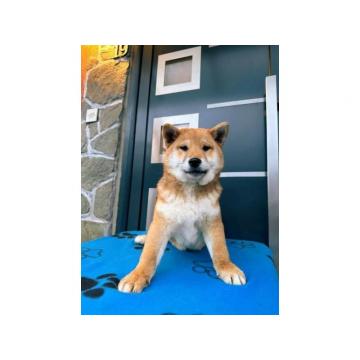 Shiba inu TOP stenci