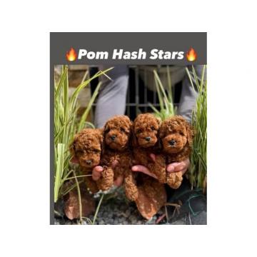 Patuljaste pudle štenci