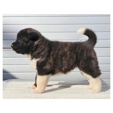 Americka Akita, TOP stenci