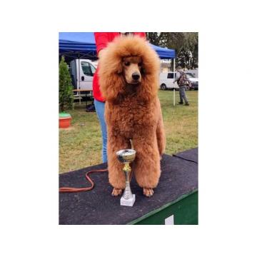 Kraljevska pudla štenci