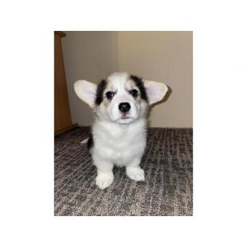 Korgi štenci na prodaju 