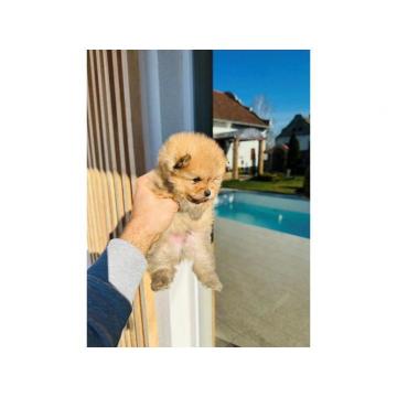 Pomeranski špic TOP štenci