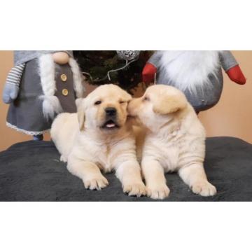 Labrador, prelepi čistokrvni štenci  
