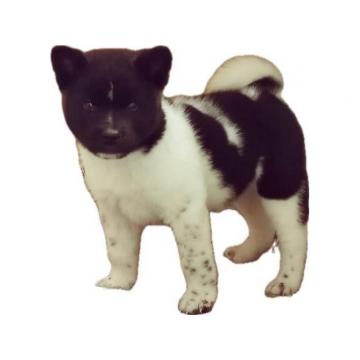 Američka Akita štenci