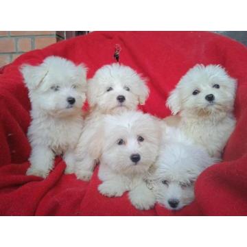 Coton de Tulear (Tulearski pas) stenci 