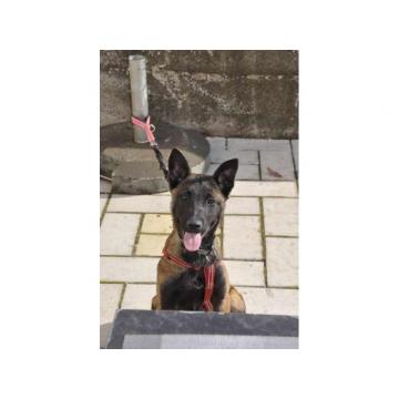 Belgijski ovčar – Malinoa, ženka  