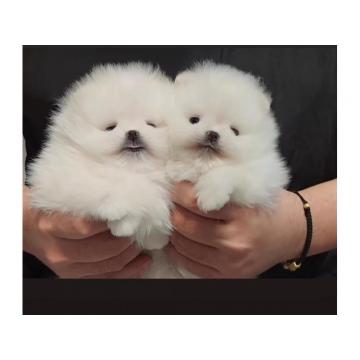 Pomeranac (BOO), čistokrvni, patuljasti