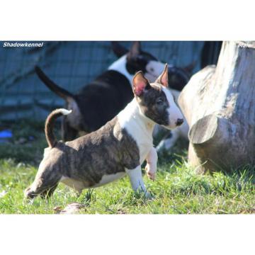 Mini bull terijer prelepi štenci