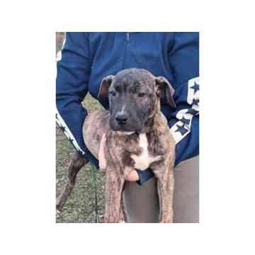 Presa Canario, vrhunski štenci