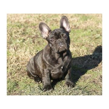 Francuski buldog  