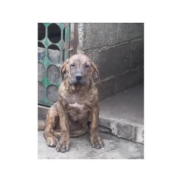 Presa Canario prelepi štenci