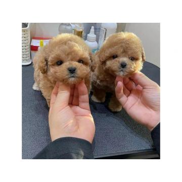 Maltipoo štenci na prodaju