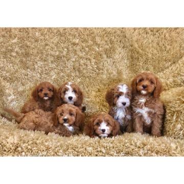 Zdravi Cavapoo štenci.