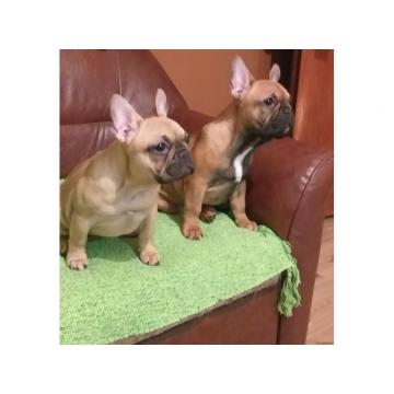 Francuski Buldog