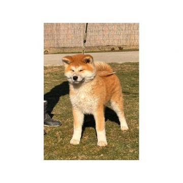 Japanska Akita štenci